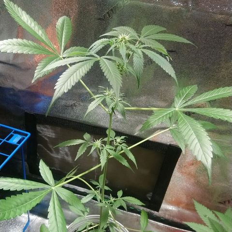 Sweet Tooth AUTO growlog timeline photo