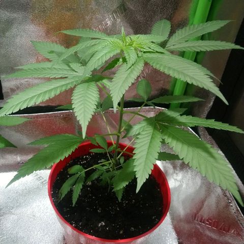 White Widow FEM growlog timeline photo