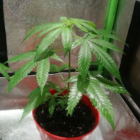 White Widow FEM growlog timeline photo