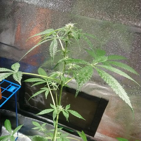Sweet Tooth AUTO growlog timeline photo