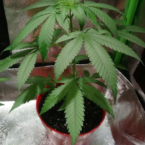 White Widow FEM growlog timeline photo