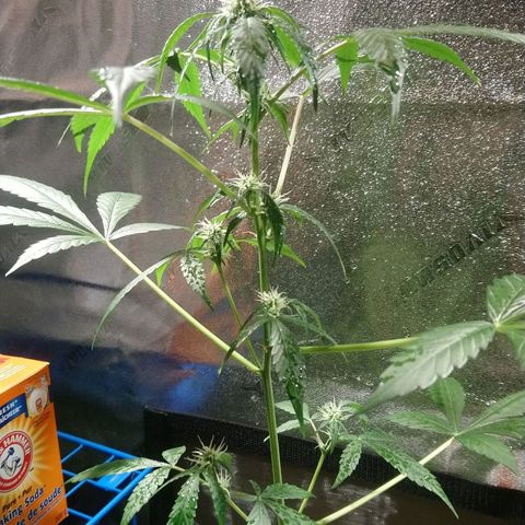 Sweet Tooth AUTO growlog timeline photo