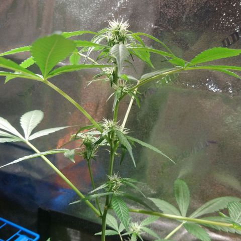 Sweet Tooth AUTO growlog timeline photo