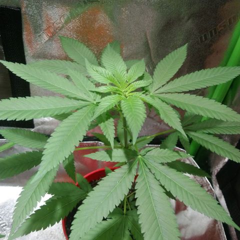 White Widow FEM growlog timeline photo