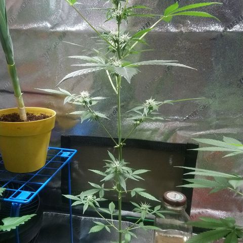 Sweet Tooth AUTO growlog timeline photo