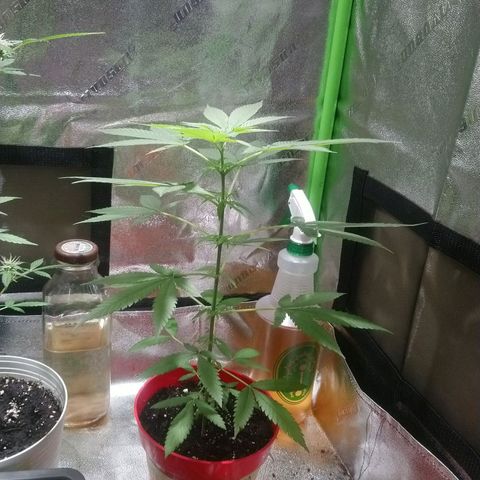 White Widow FEM growlog timeline photo