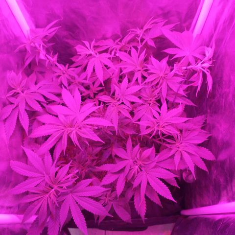 Morpheus growlog photo: Antes y después de la defoliacion y el amarre.