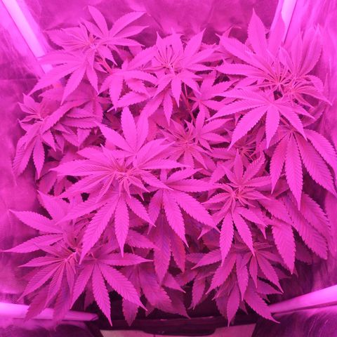 Morpheus growlog photo: Antes y después de la defoliacion y el amarre.