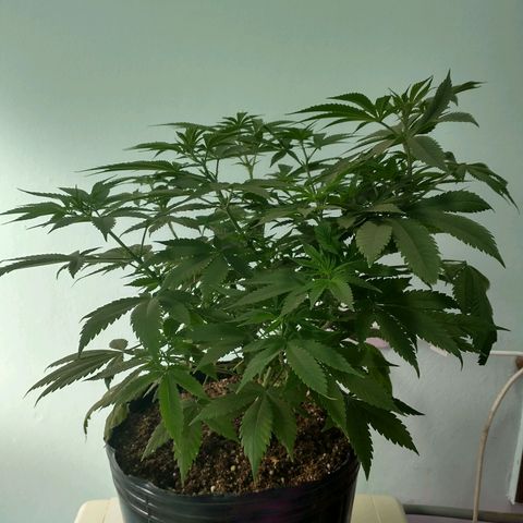Morpheus growlog photo: Antes y después de la defoliacion y el amarre.