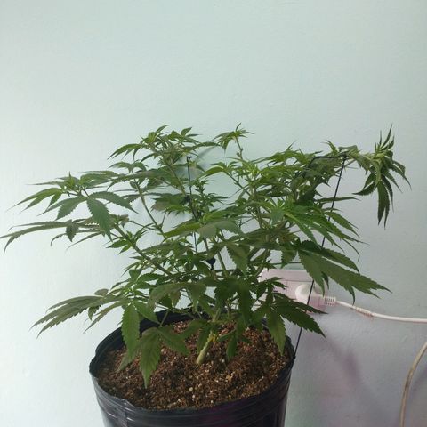 Morpheus growlog photo: Antes y después de la defoliacion y el amarre.