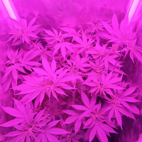 Morpheus growlog timeline photo