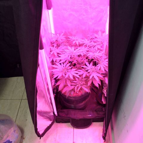 Morpheus growlog timeline photo