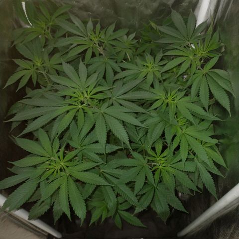 Morpheus growlog timeline photo