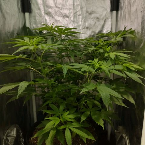 Morpheus growlog timeline photo