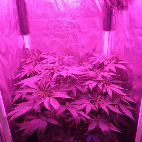 Morpheus growlog timeline photo