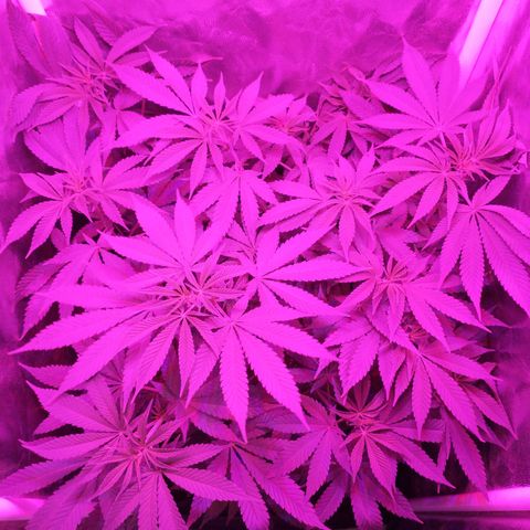 Morpheus growlog timeline photo