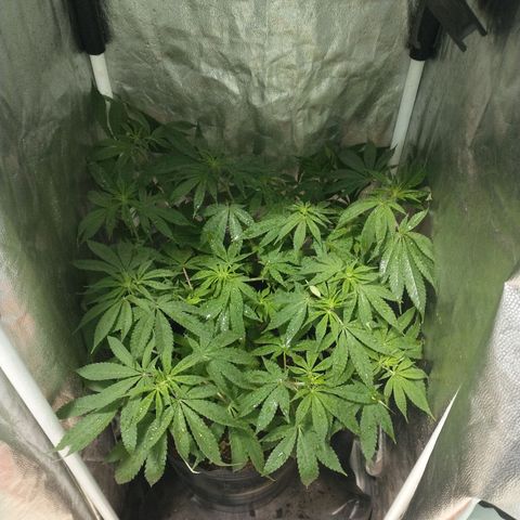Morpheus growlog timeline photo