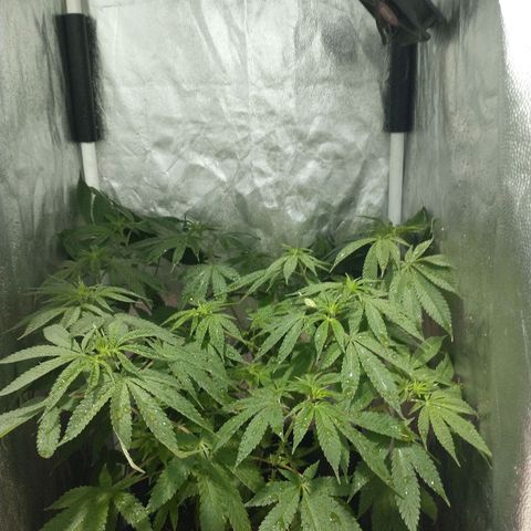 Morpheus growlog timeline photo