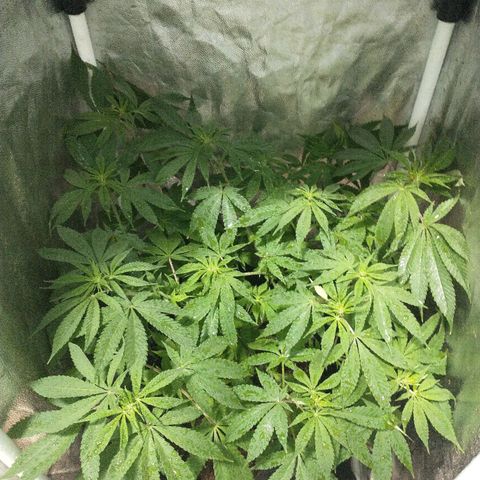 Morpheus growlog timeline photo