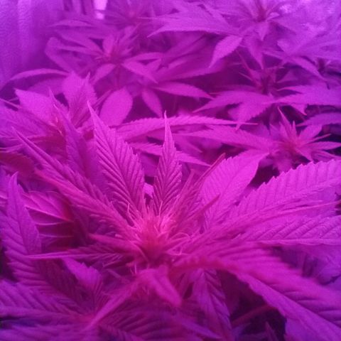 Morpheus growlog timeline photo