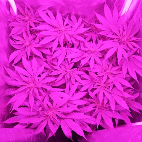 Morpheus growlog timeline photo
