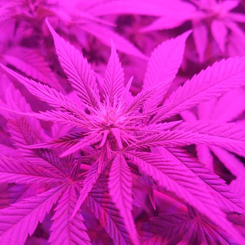 Morpheus growlog photo: Antes y después de la defoliacion 