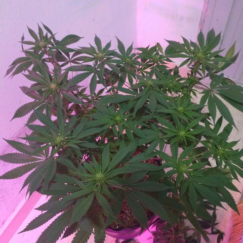 Morpheus growlog photo: Antes y después de la defoliacion 
