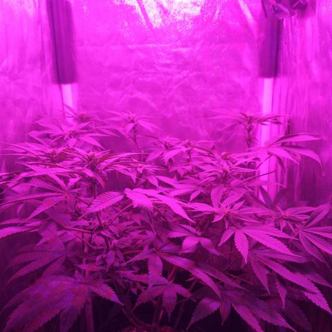 Morpheus growlog photo: Antes y después de la defoliacion 