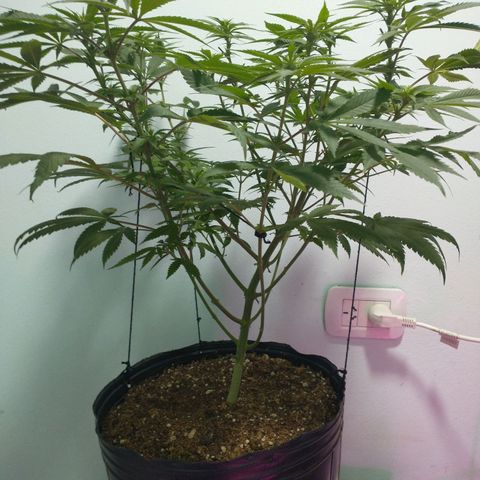 Morpheus growlog photo: Antes y después de la defoliacion 
