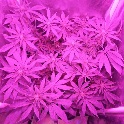 Morpheus growlog photo: Antes y después de la defoliacion 