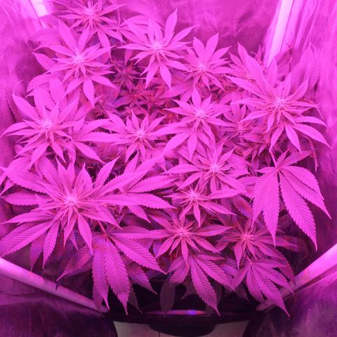 Morpheus growlog timeline photo