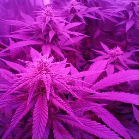 Morpheus growlog timeline photo