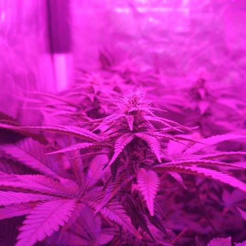 Morpheus growlog timeline photo