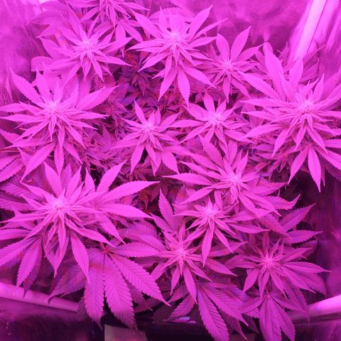 Morpheus growlog timeline photo