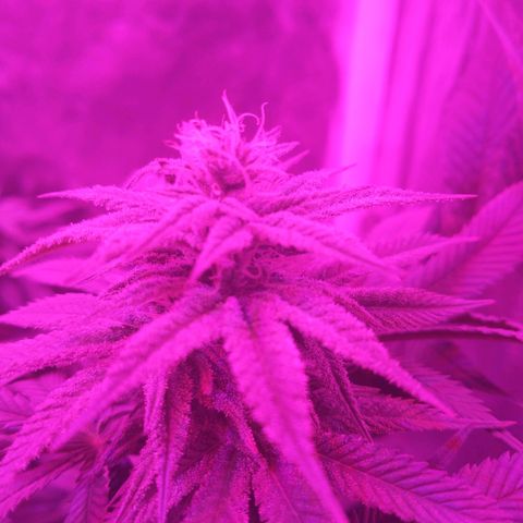 Morpheus growlog timeline photo