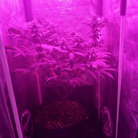 Morpheus growlog timeline photo