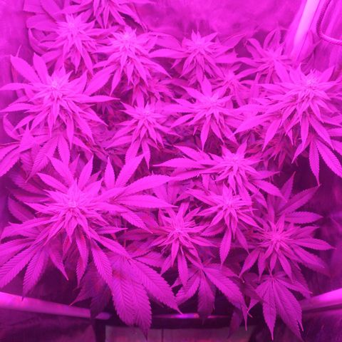Morpheus growlog timeline photo