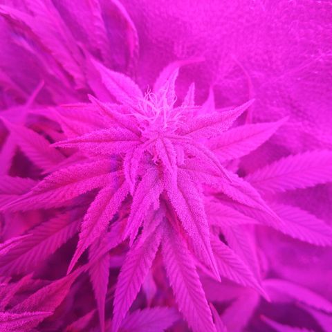 Morpheus growlog timeline photo