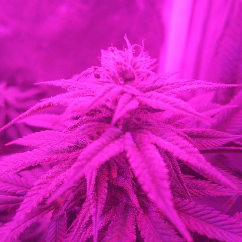 Morpheus growlog timeline photo