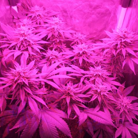 Morpheus growlog timeline photo
