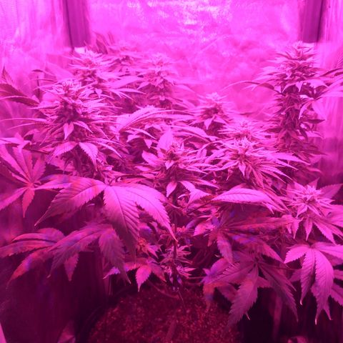 Morpheus growlog timeline photo