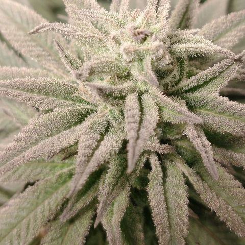 Morpheus growlog timeline photo