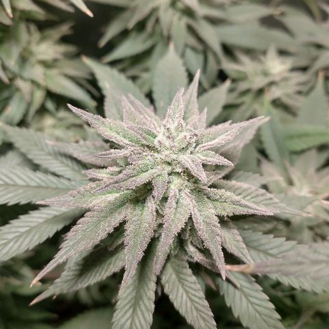 Morpheus growlog timeline photo