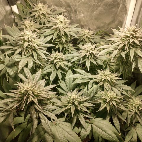 Morpheus growlog timeline photo