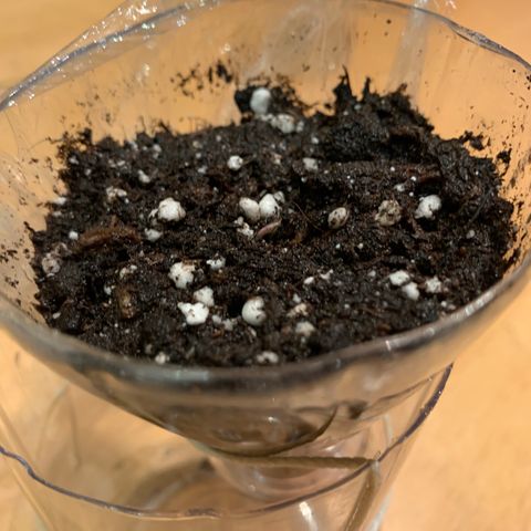 Unbekannte Sorte growlog photo: Samen keimt aus 