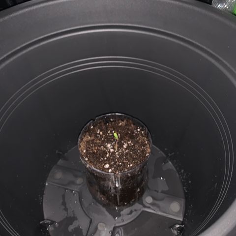 Unbekannte Sorte growlog photo: größerer Top und ins Zelt 
Beleuchtung 24 h 