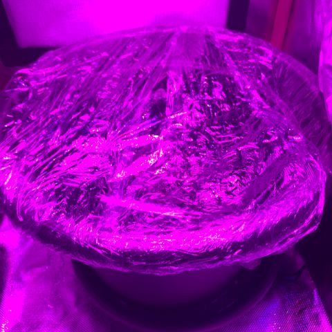 Unbekannte Sorte growlog timeline photo