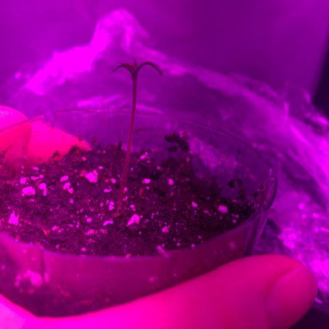 Unbekannte Sorte growlog timeline photo