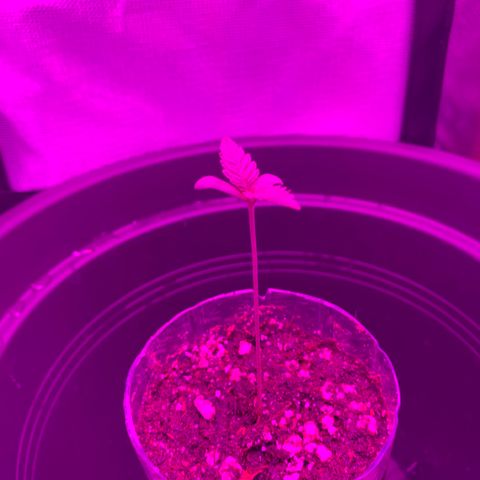 Unbekannte Sorte growlog timeline photo