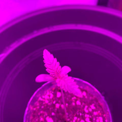 Unbekannte Sorte growlog timeline photo